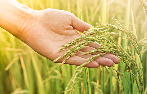 Alimentazione naturale